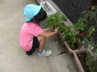 さくら保育園-夏野菜収穫