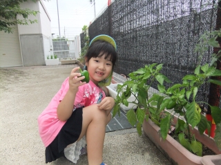 さくら保育園-夏野菜収穫
