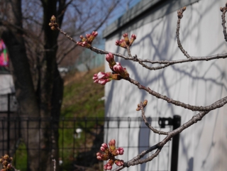 春緑苑桜2
