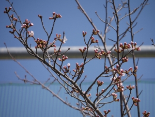 春緑苑桜4