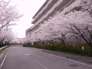春緑苑桜9