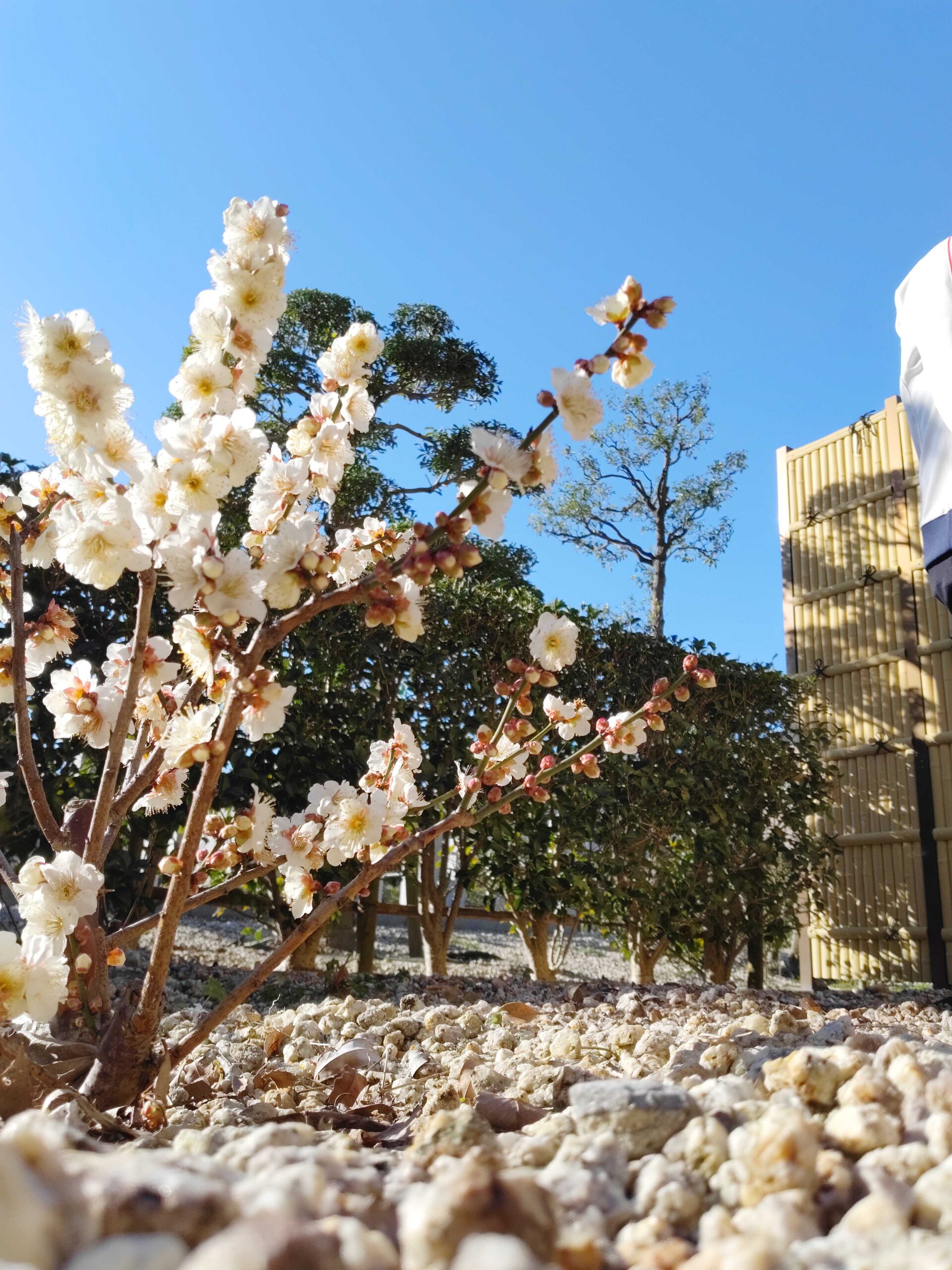 小さい春見つけた